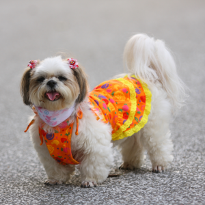 Confección de ropa para moscotas